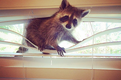 Сюрприз на шторе