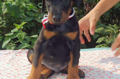 Отказник спешит на помощь