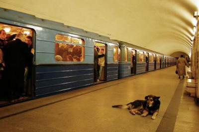 Удрала собака по кличке Дружок