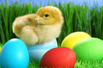 Маленький домашний следопыт