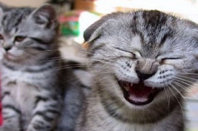 И на кота нашлась управа