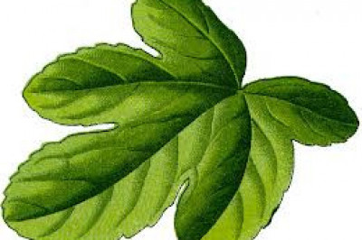 А я ждала, надеялась и верила