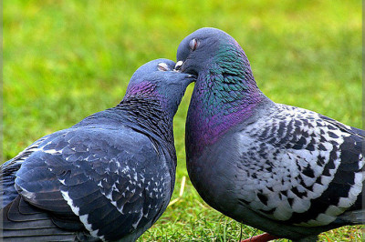 Терпеливый муж