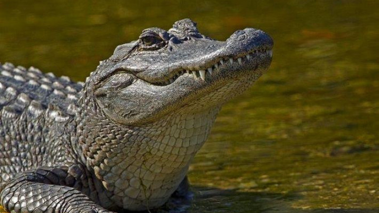 Крокодил прыгнул к туристам  в лодку 