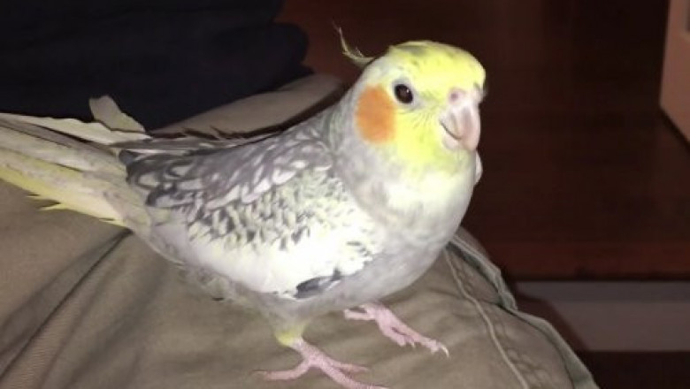 Попугай Лаки напевает рингтон iPhone