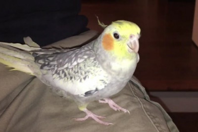 Попугай Лаки напевает рингтон iPhone