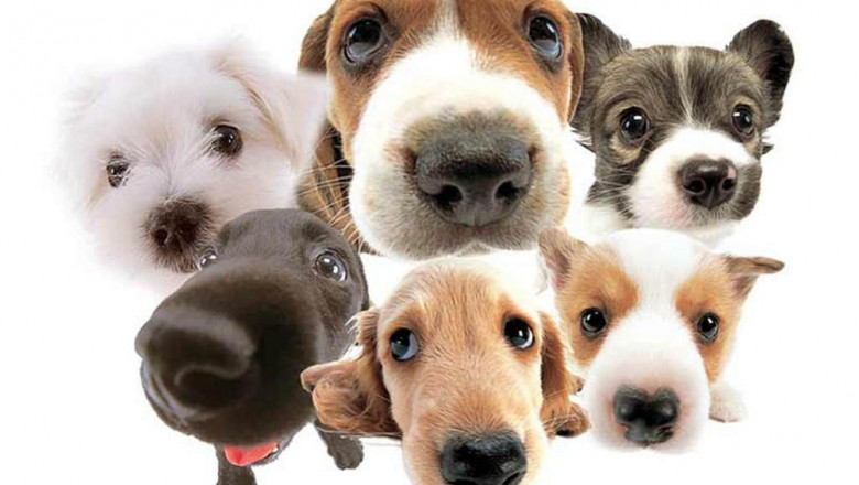 Семейное фото собак .