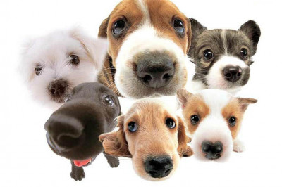 Семейное фото собак .