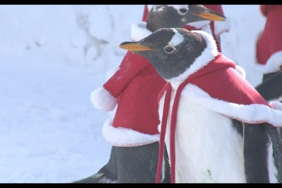Новогодний прикид пингвинов 
