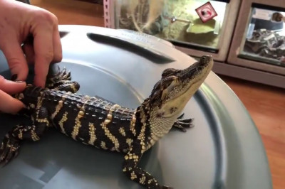 Чешите меня всего !