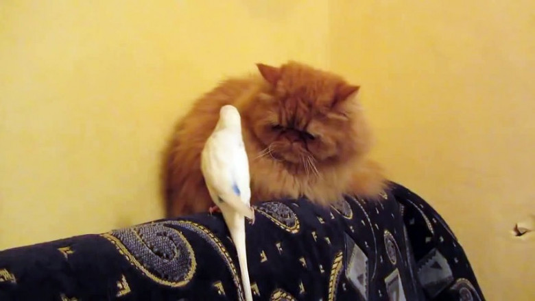 Бесстрашный попугай 