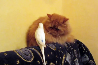 Бесстрашный попугай 