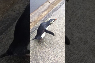 Дружелюбный пингвин 