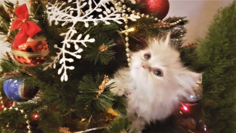 Домашние питомцы против новогодних ёлок 