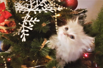 Домашние питомцы против новогодних ёлок 