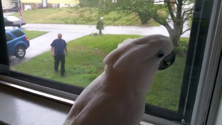 Даддис , домой !