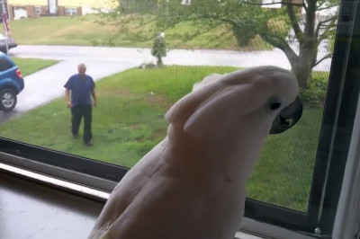 Даддис , домой !