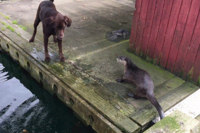 Собака играет с выдрой 