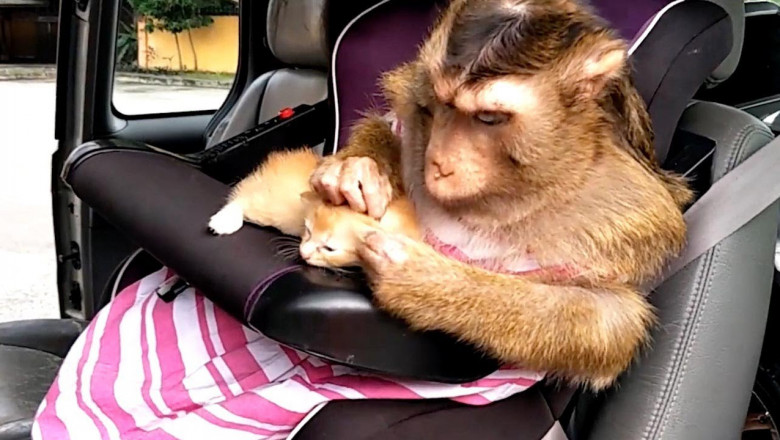 Материнский инстинкт 