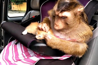 Материнский инстинкт 