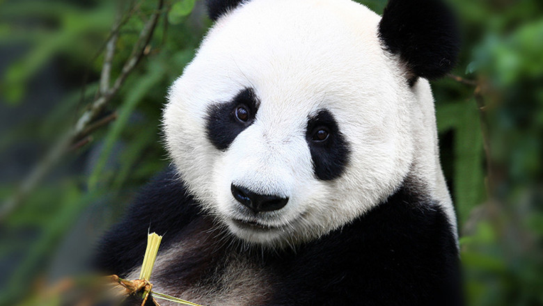 Больша панда Пу Пу в зоопарке Шэньяна