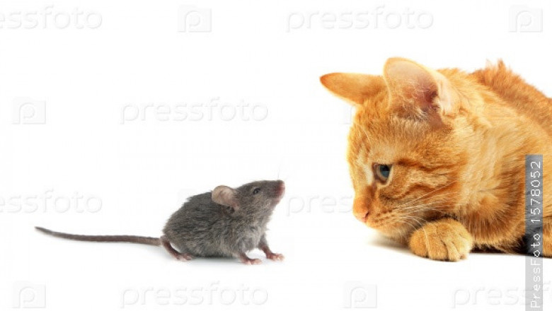 Ловля крыски 