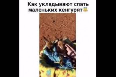 Кенгурята - малыши 