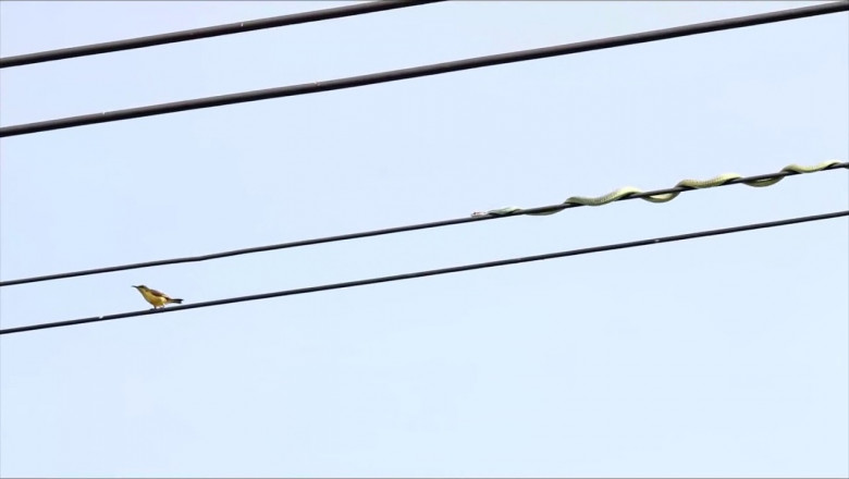 Змея и птица на проводах