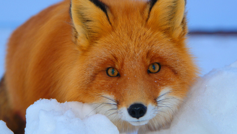 Лиса - плутовка 