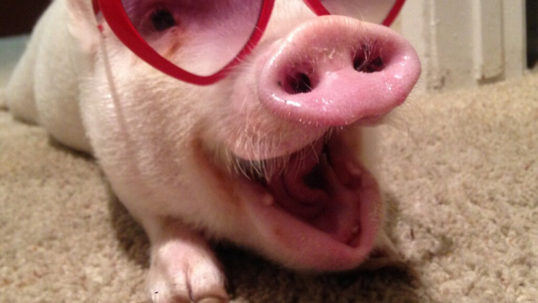 Одно из лучших видео с животными 