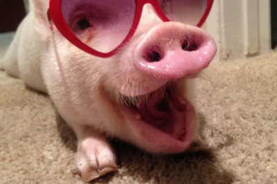 Одно из лучших видео с животными 