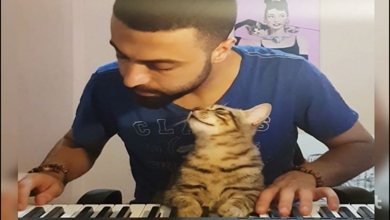 Кот млеет от музыки 