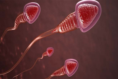 Учёные на пороге создания активных искусственных сперматозоид 