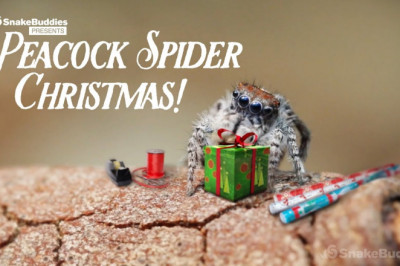 Рождественское  настроение от милых паучков 