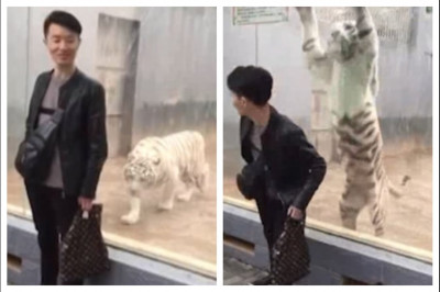 Прыжок бенгальского тигра 