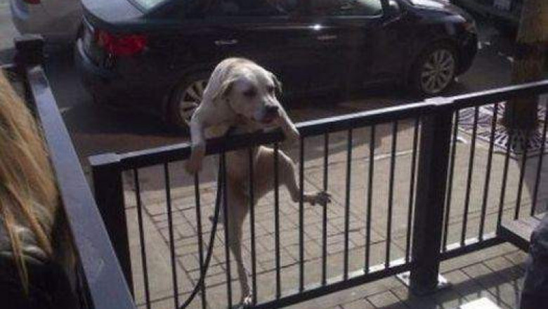 Альпинистские способности пса 