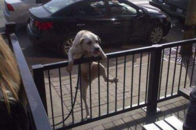 Альпинистские способности пса 