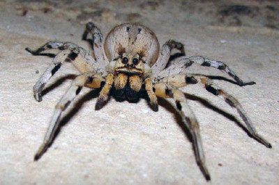 Американец испугался паука и поджёг дом 