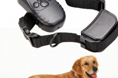 Опробование на себе шокового  ошейника для собак 