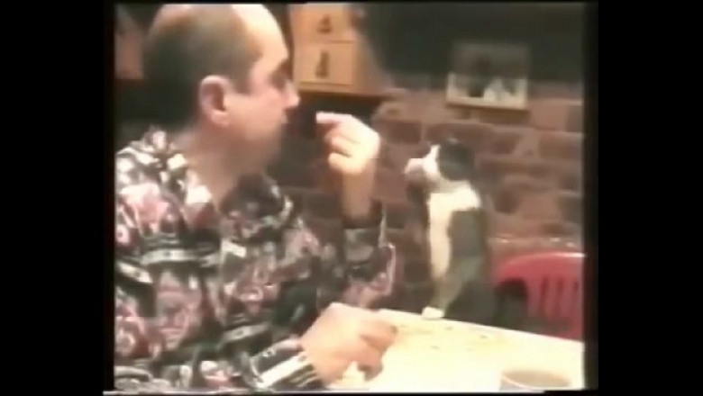 Кот , который может общаться  жестами