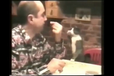 Кот , который может общаться  жестами