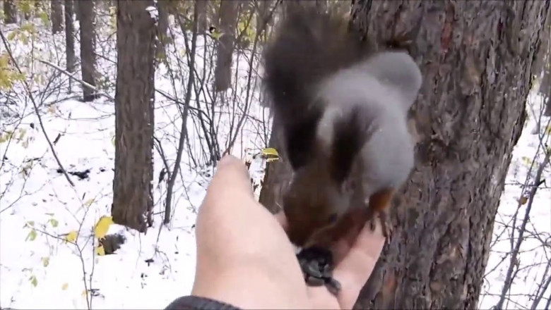 Кормление белочки 