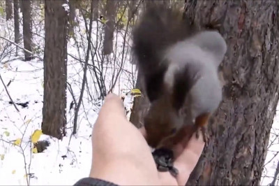 Кормление белочки 