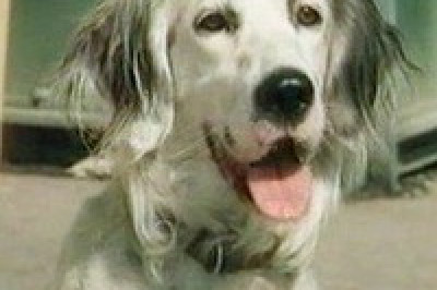 Мой ласковый и нежный Бим