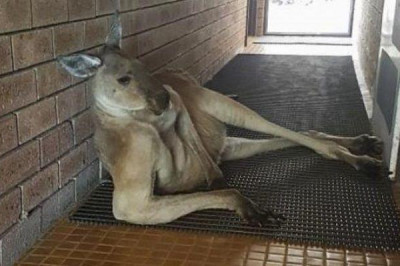 Мачо - кенгуру