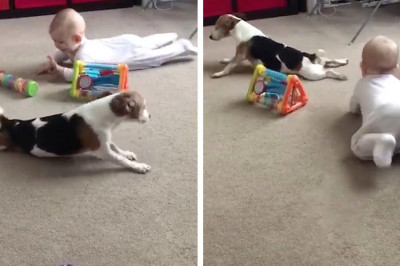 Пёсик в роли учителя 