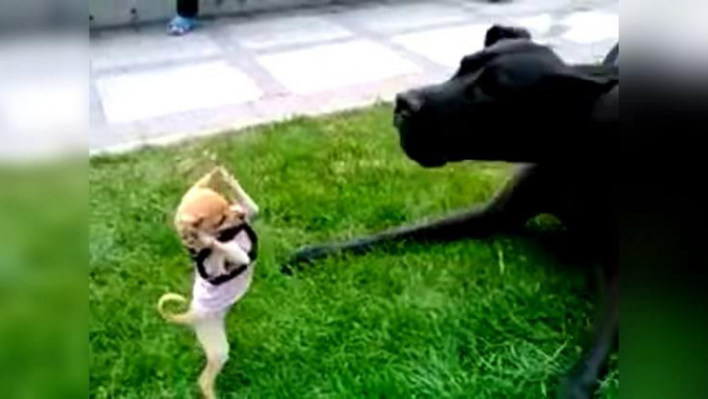 Ты чё , такая дерзкая? !