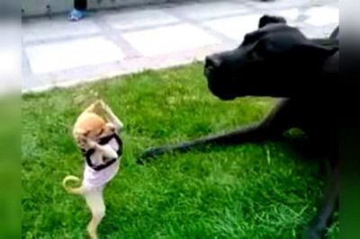 Ты чё , такая дерзкая? !