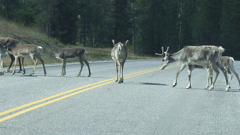 Большое стадо оленей перебегает дорогу 
