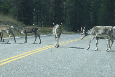 Большое стадо оленей перебегает дорогу 